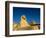 The Sphinx, Pyramids at Giza, Egypt-Kenneth Garrett-Framed Photographic Print