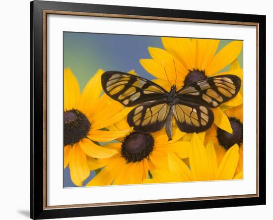 The Spotted Amerwing Butterfly on Flowers-Darrell Gulin-Framed Photographic Print