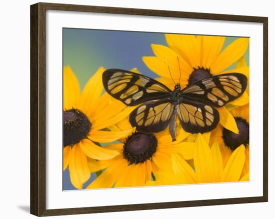 The Spotted Amerwing Butterfly on Flowers-Darrell Gulin-Framed Photographic Print