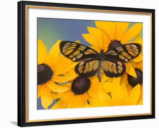 The Spotted Amerwing Butterfly on Flowers-Darrell Gulin-Framed Photographic Print