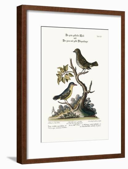 The Spotted Green Tit-Mouse, and the Grey and Yellow Flycatcher, 1749-73-George Edwards-Framed Giclee Print