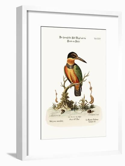The Spotted Kingfisher, 1749-73-George Edwards-Framed Giclee Print