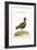 The Spotted Plover, 1749-73-George Edwards-Framed Giclee Print