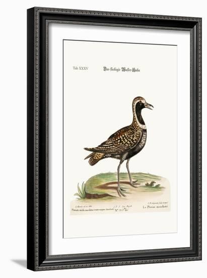 The Spotted Plover, 1749-73-George Edwards-Framed Giclee Print