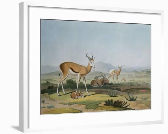 The Spring-Bok or Leaping Antelope, Plate 18 from 'African Scenery and Animals', Engraved by the…-Samuel Daniell-Framed Giclee Print