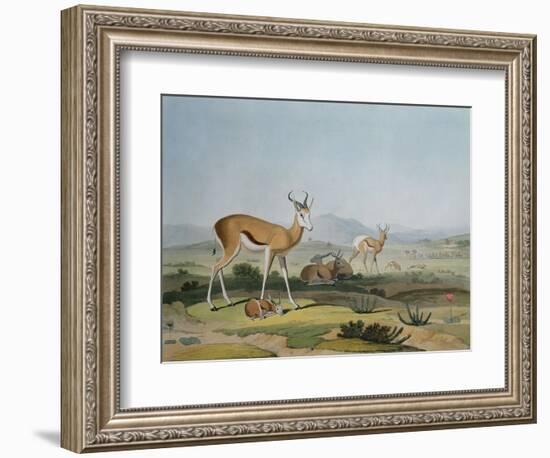 The Spring-Bok or Leaping Antelope, Plate 18 from 'African Scenery and Animals', Engraved by the…-Samuel Daniell-Framed Giclee Print