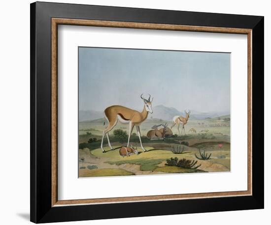 The Spring-Bok or Leaping Antelope, Plate 18 from 'African Scenery and Animals', Engraved by the…-Samuel Daniell-Framed Giclee Print