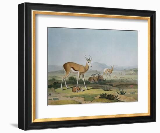 The Spring-Bok or Leaping Antelope, Plate 18 from 'African Scenery and Animals', Engraved by the…-Samuel Daniell-Framed Giclee Print