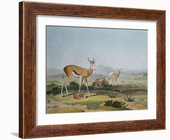 The Spring-Bok or Leaping Antelope, Plate 18 from 'African Scenery and Animals', Engraved by the…-Samuel Daniell-Framed Giclee Print