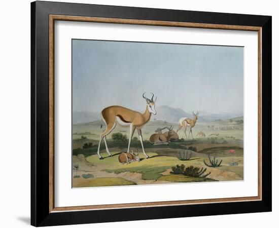 The Spring-Bok or Leaping Antelope, Plate 18 from 'African Scenery and Animals', Engraved by the…-Samuel Daniell-Framed Giclee Print