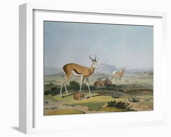 The Spring-Bok or Leaping Antelope, Plate 18 from 'African Scenery and Animals', Engraved by the…-Samuel Daniell-Framed Giclee Print