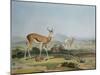 The Spring-Bok or Leaping Antelope, Plate 18 from 'African Scenery and Animals', Engraved by the…-Samuel Daniell-Mounted Giclee Print