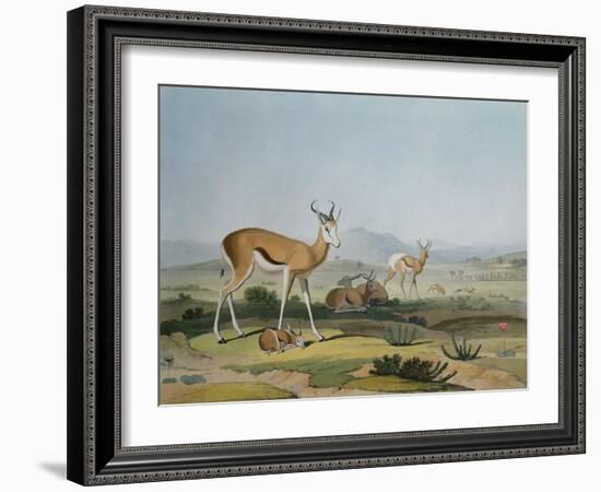 The Spring-Bok or Leaping Antelope, Plate 18 from 'African Scenery and Animals', Engraved by the…-Samuel Daniell-Framed Giclee Print