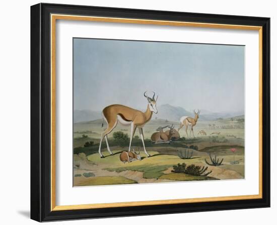 The Spring-Bok or Leaping Antelope, Plate 18 from 'African Scenery and Animals', Engraved by the…-Samuel Daniell-Framed Giclee Print