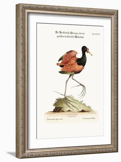 The Spur-Winged Water-Hen of Brasil, 1749-73-George Edwards-Framed Giclee Print