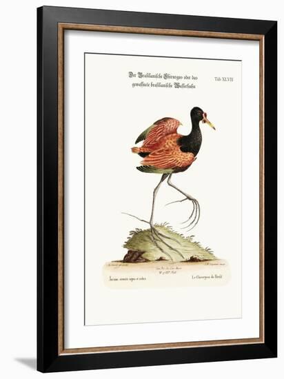 The Spur-Winged Water-Hen of Brasil, 1749-73-George Edwards-Framed Giclee Print