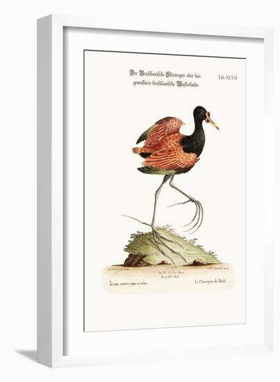 The Spur-Winged Water-Hen of Brasil, 1749-73-George Edwards-Framed Giclee Print