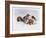 The Squirrel and the Robin-Diane Matthes-Framed Giclee Print
