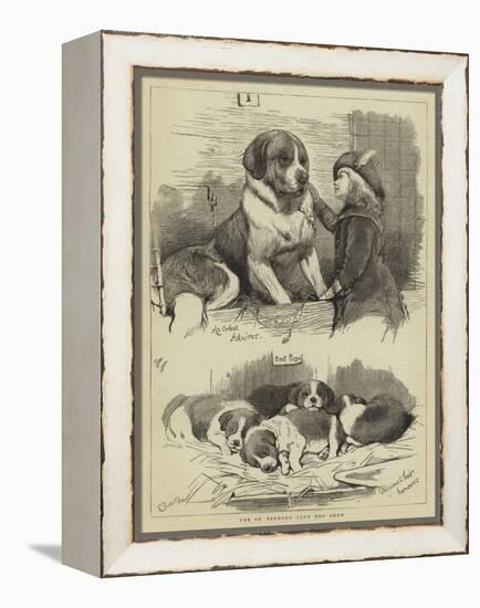 The St Bernard Club Dog Show-Charles Burton Barber-Framed Premier Image Canvas