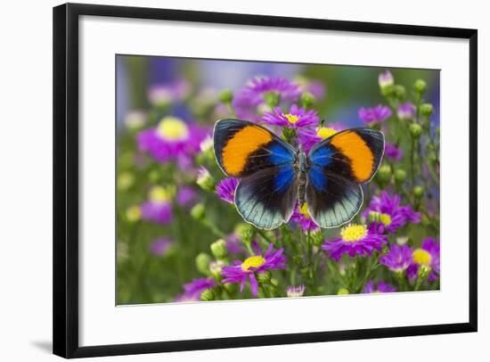 The Star Sapphire Butterfly, Callithea Sapphira-Darrell Gulin-Framed Photographic Print