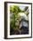 The Steam Clock on Water Street, Gastown, Vancouver, British Columbia, Canada, North America-Martin Child-Framed Photographic Print