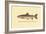 The Steelhead Trout-H.h. Leonard-Framed Art Print