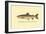 The Steelhead Trout-H.h. Leonard-Framed Art Print