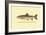 The Steelhead Trout-H.h. Leonard-Framed Art Print