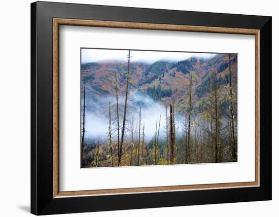 The Stewart Cassiar Highway Provides Access to Central Northern Park, B.C, an Area Rich in Wildlife-Richard Wright-Framed Photographic Print