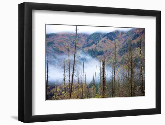 The Stewart Cassiar Highway Provides Access to Central Northern Park, B.C, an Area Rich in Wildlife-Richard Wright-Framed Photographic Print