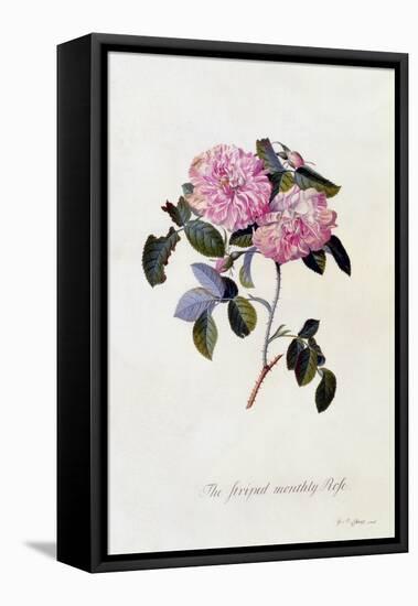 The Striped Monthly Rose, C.1745-Georg Dionysius Ehret-Framed Premier Image Canvas