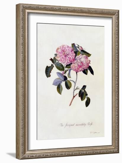 The Striped Monthly Rose, C.1745-Georg Dionysius Ehret-Framed Giclee Print