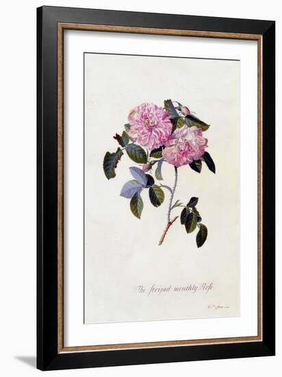 The Striped Monthly Rose, C.1745-Georg Dionysius Ehret-Framed Giclee Print