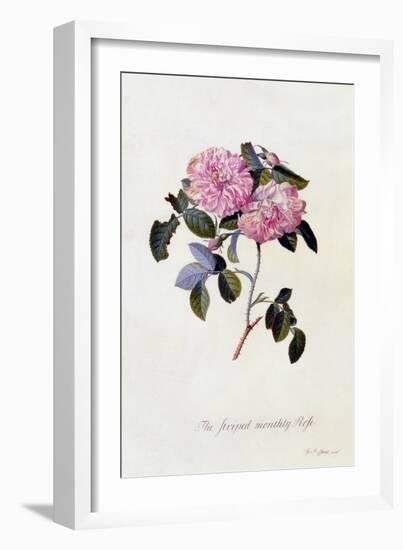 The Striped Monthly Rose, C.1745-Georg Dionysius Ehret-Framed Giclee Print