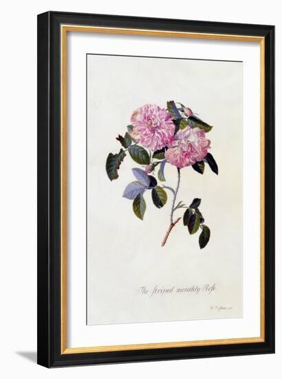 The Striped Monthly Rose, C.1745-Georg Dionysius Ehret-Framed Giclee Print