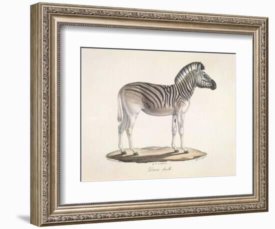 The Striped Zebra Of South Africa-null-Framed Giclee Print