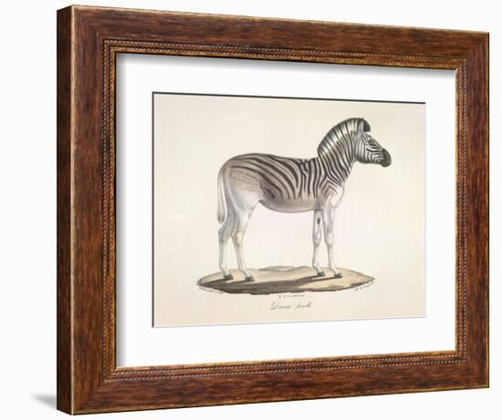 The Striped Zebra Of South Africa-null-Framed Giclee Print