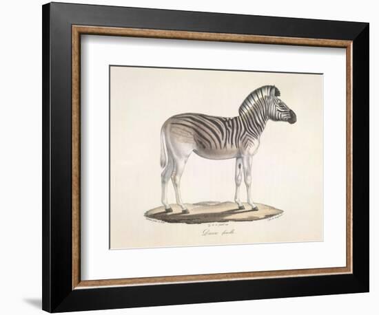 The Striped Zebra Of South Africa-null-Framed Giclee Print