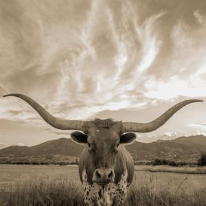 Cattle Photography Art For Sale Prints Paintings Posters