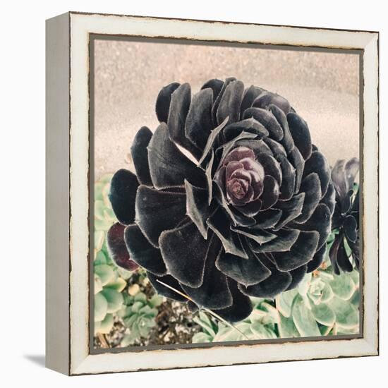 The Succulent-Ashley Davis-Framed Stretched Canvas