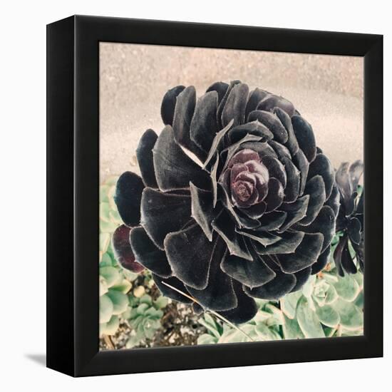 The Succulent-Ashley Davis-Framed Stretched Canvas