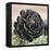 The Succulent-Ashley Davis-Framed Stretched Canvas