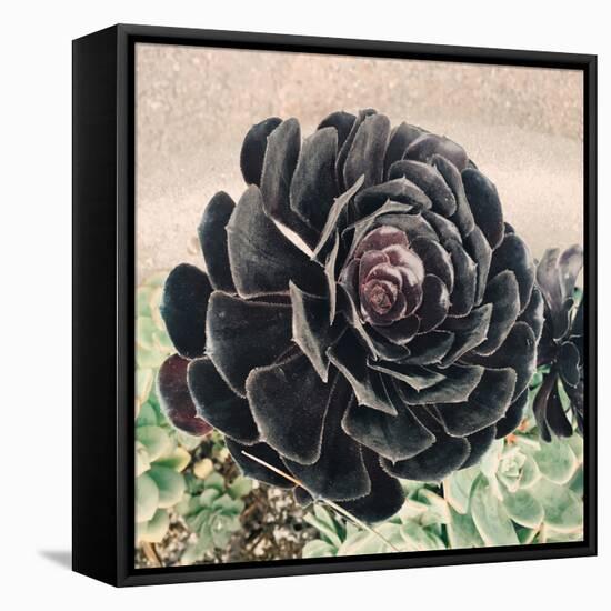 The Succulent-Ashley Davis-Framed Stretched Canvas