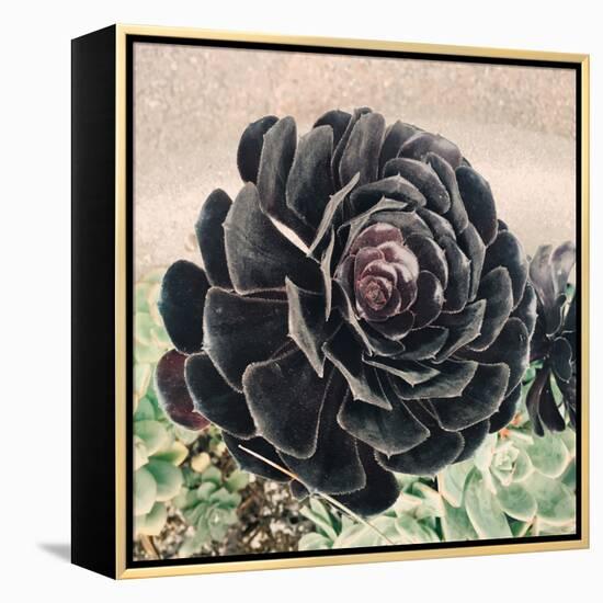 The Succulent-Ashley Davis-Framed Stretched Canvas