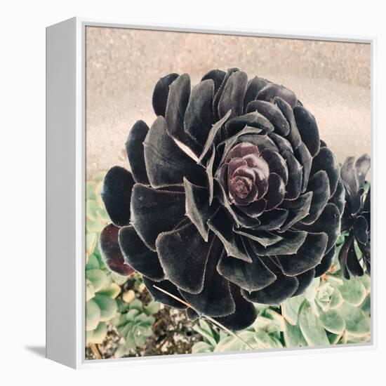 The Succulent-Ashley Davis-Framed Stretched Canvas