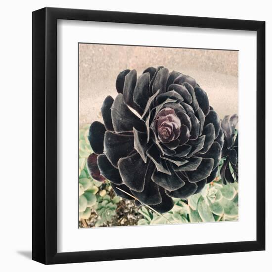 The Succulent-Ashley Davis-Framed Art Print