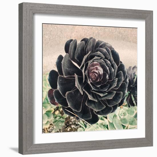 The Succulent-Ashley Davis-Framed Art Print