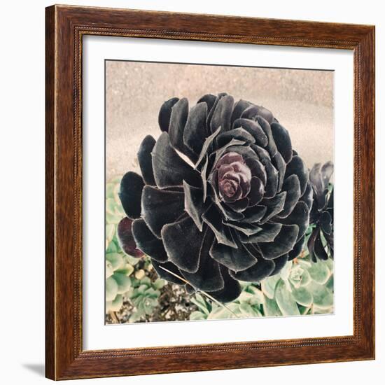 The Succulent-Ashley Davis-Framed Art Print