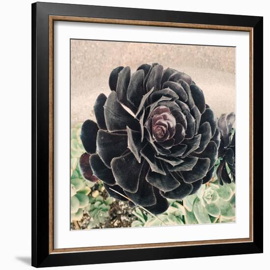 The Succulent-Ashley Davis-Framed Art Print