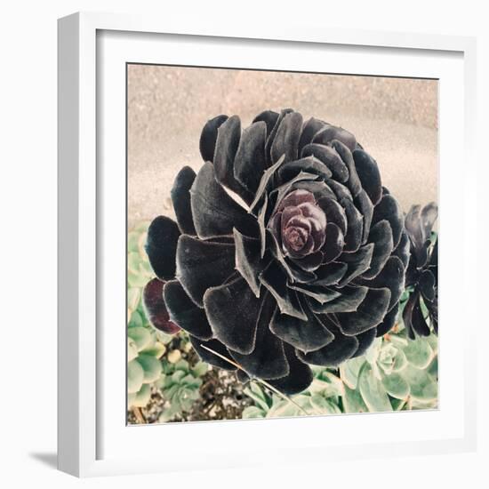 The Succulent-Ashley Davis-Framed Art Print